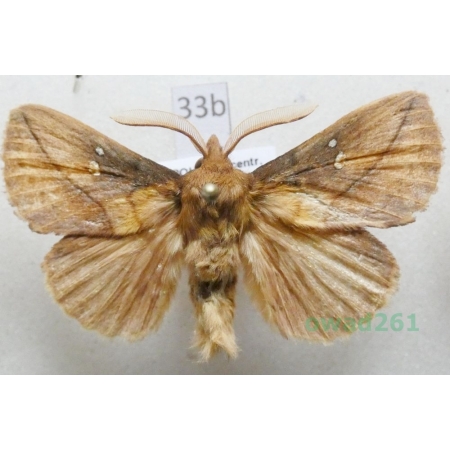 Euthrix potatoria (Linnaeus, 1758) male Czech33b